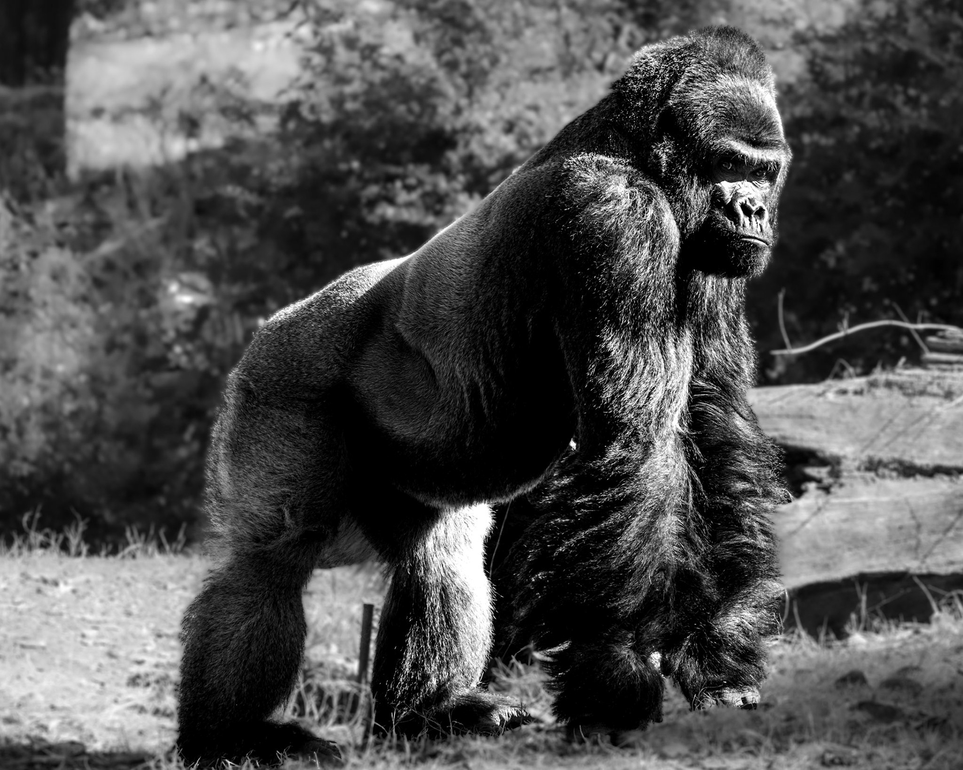 Western Lowland Gorilla