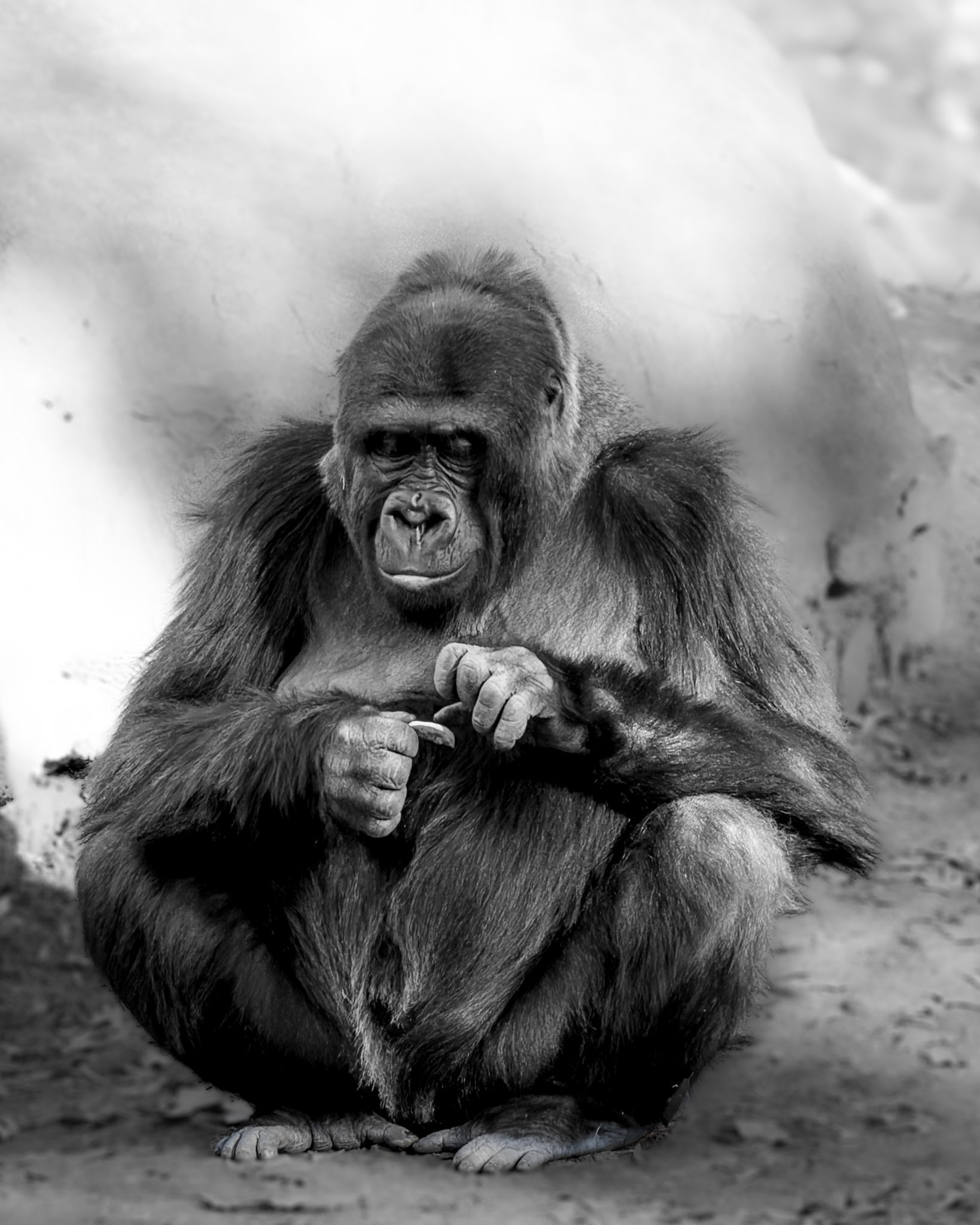 Western Lowland Gorilla