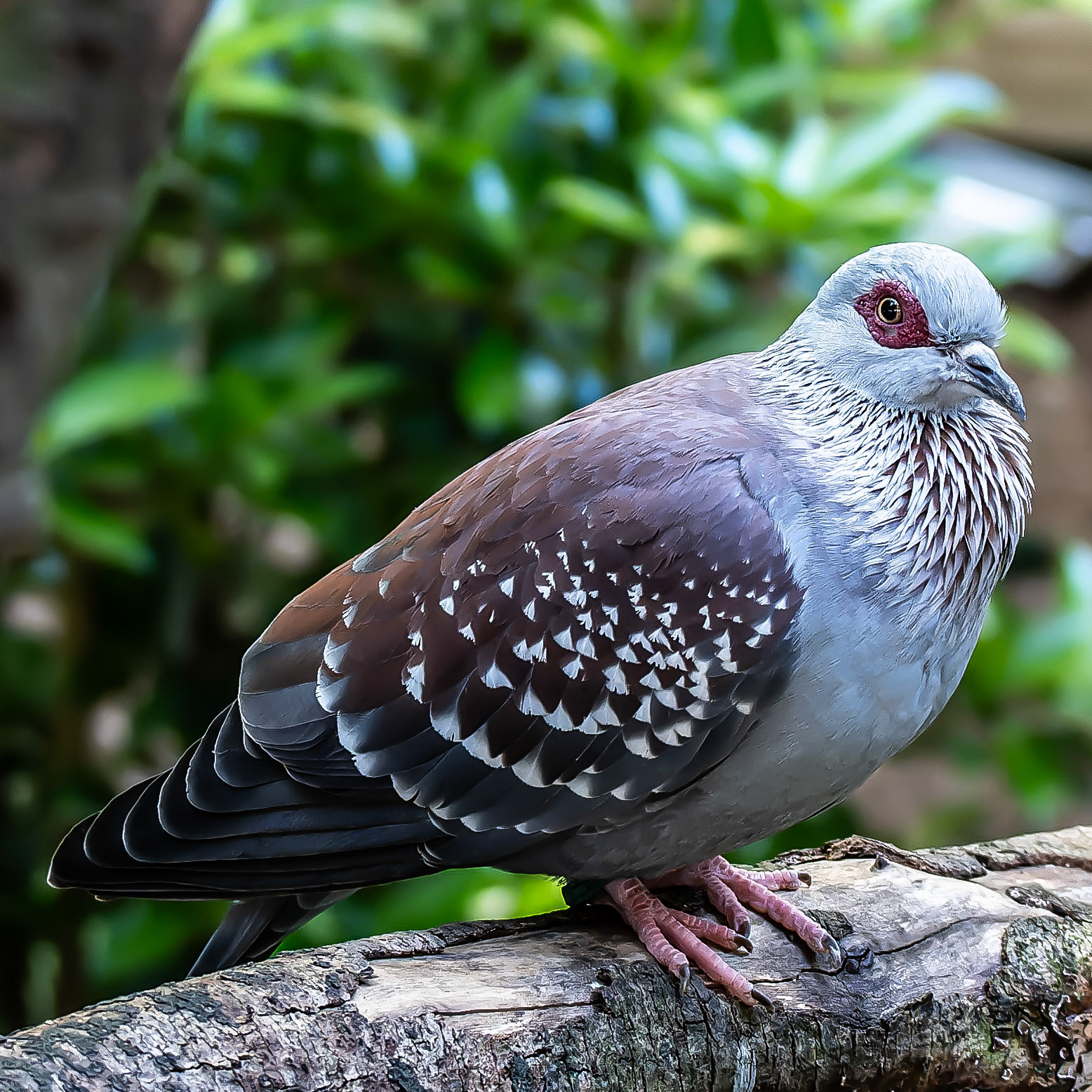 Speckled Pigeon