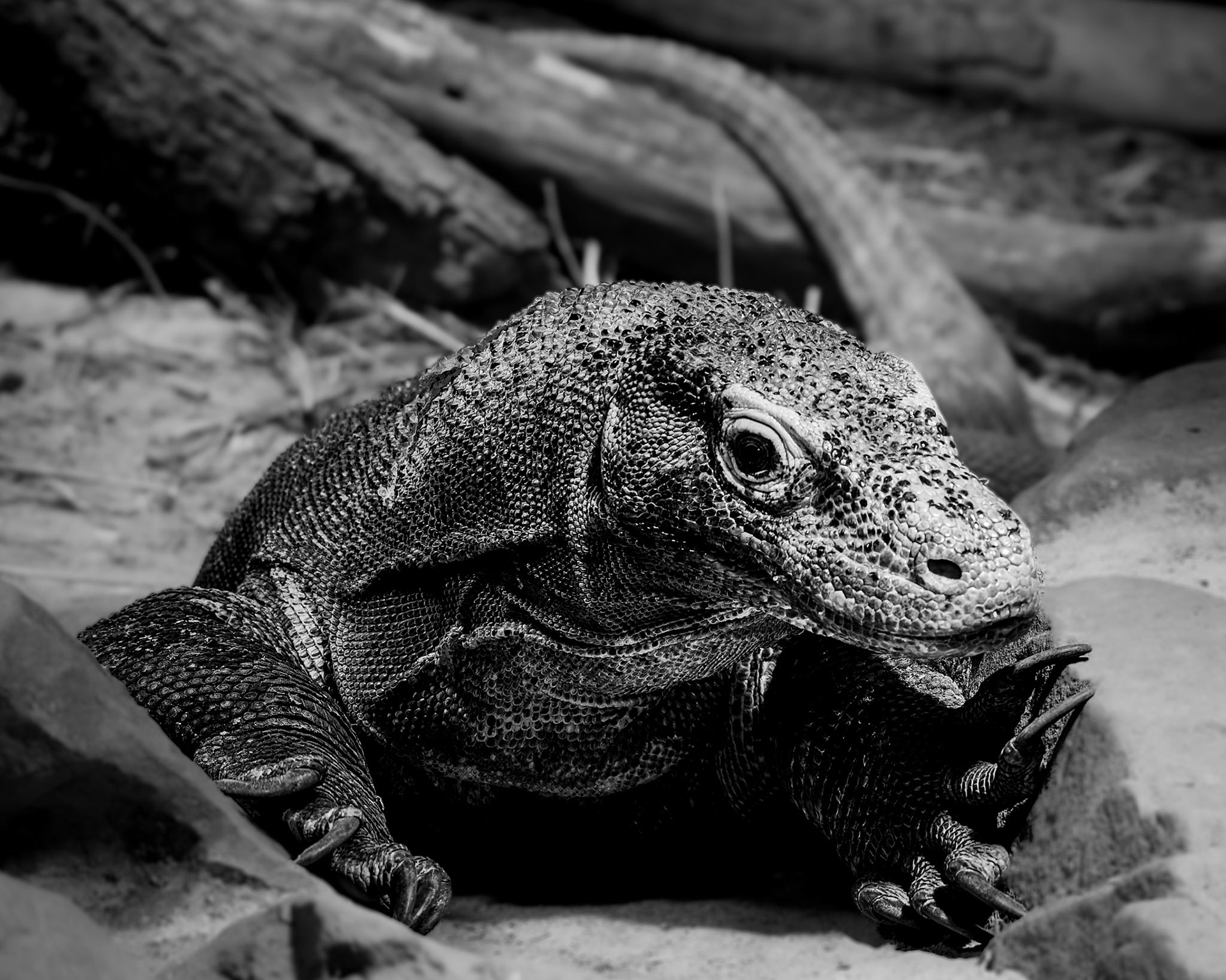 Komodo Dragon