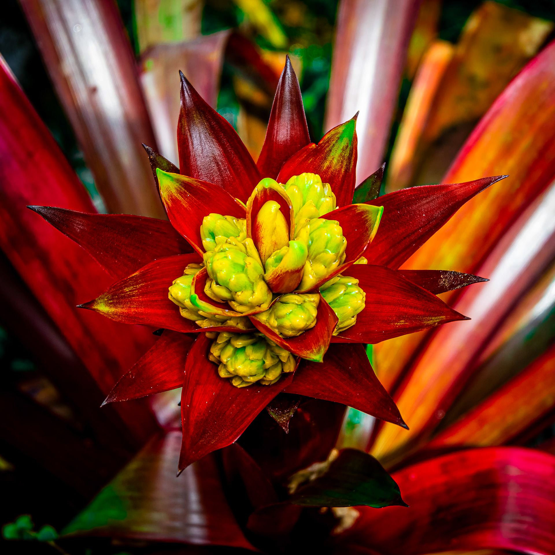 Guzmania