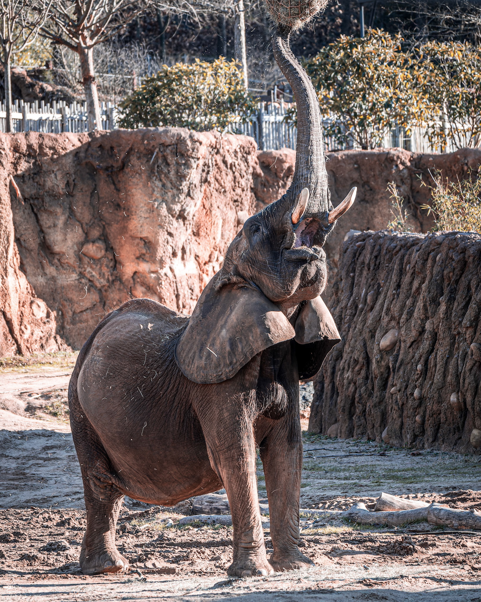 Elephant