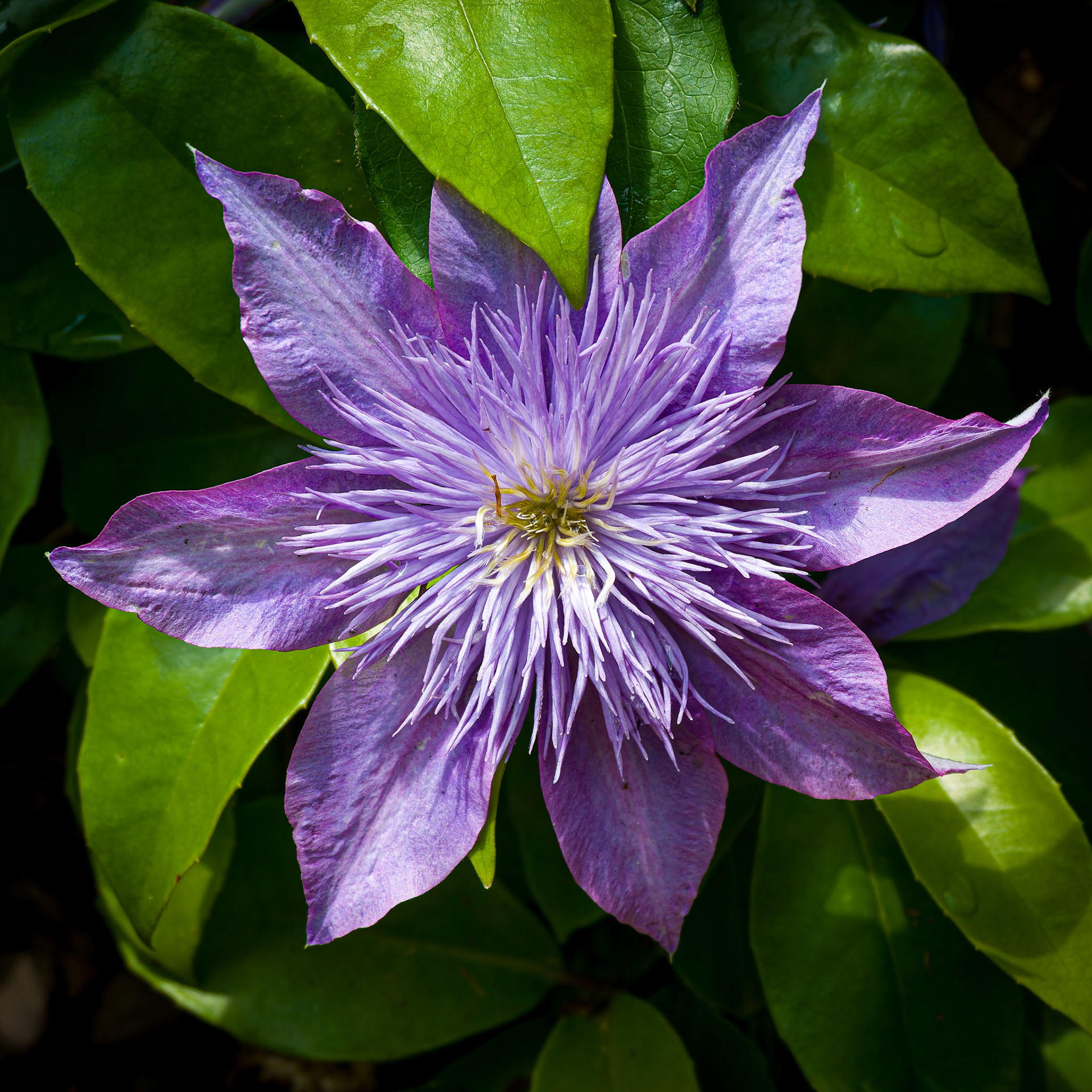 Clematis