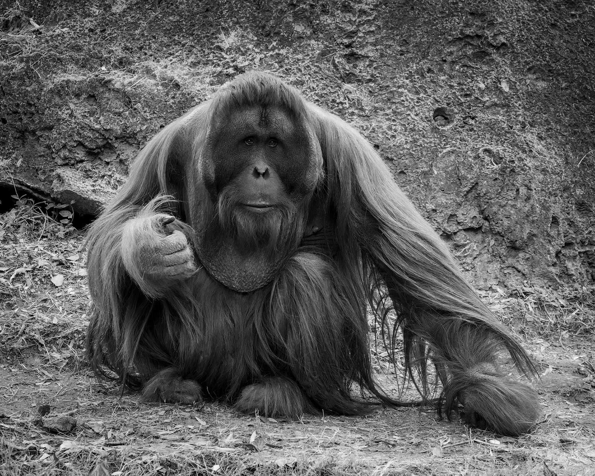 Orangutan