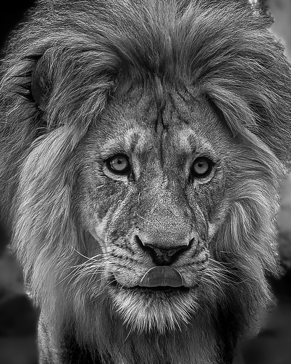African Lion