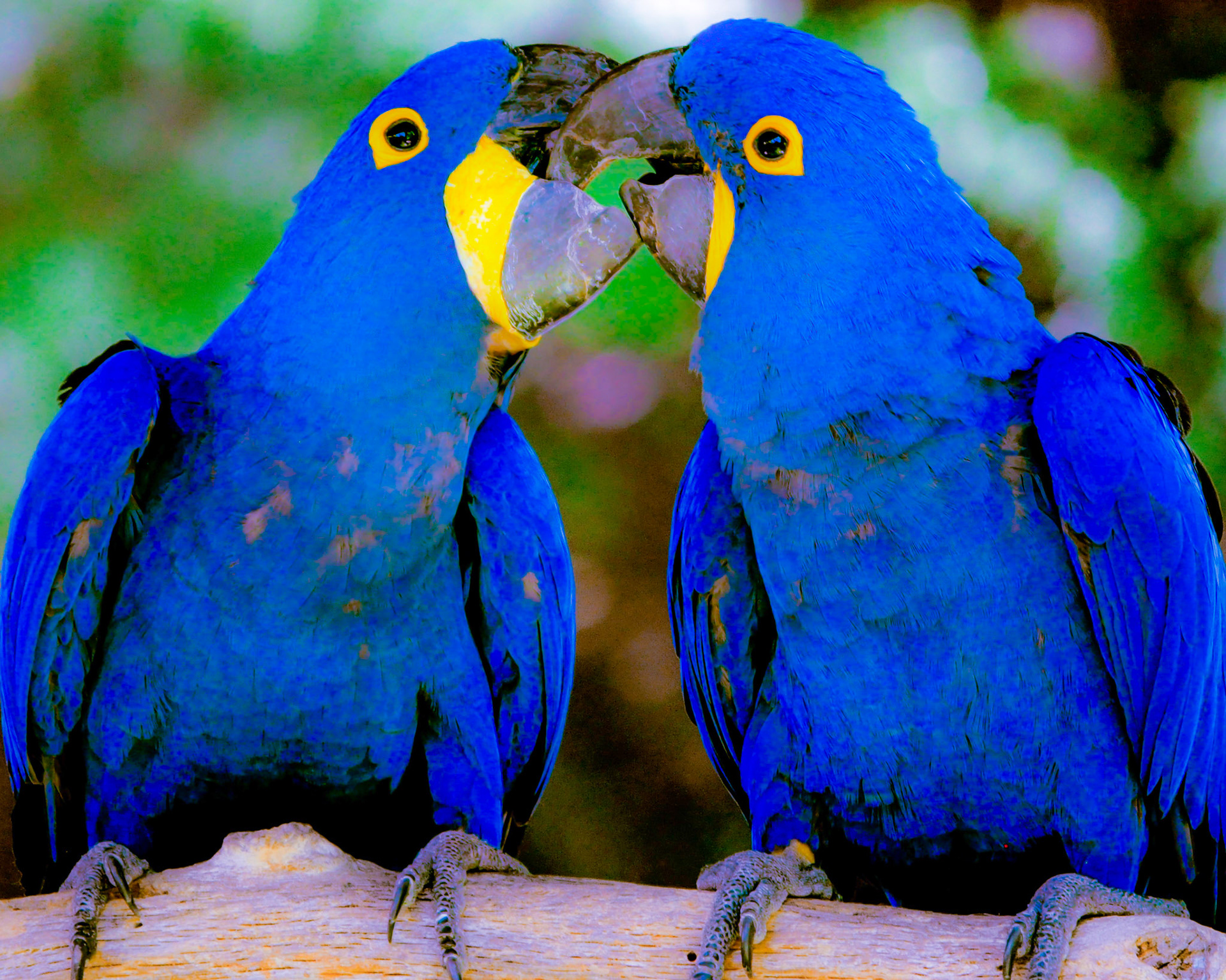 Hyacinth Macaw