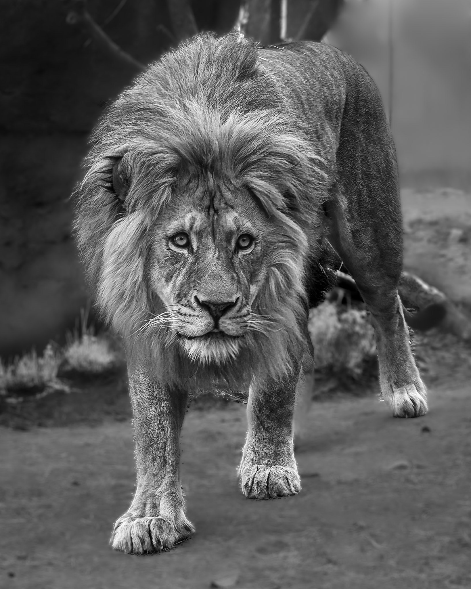 African Lion