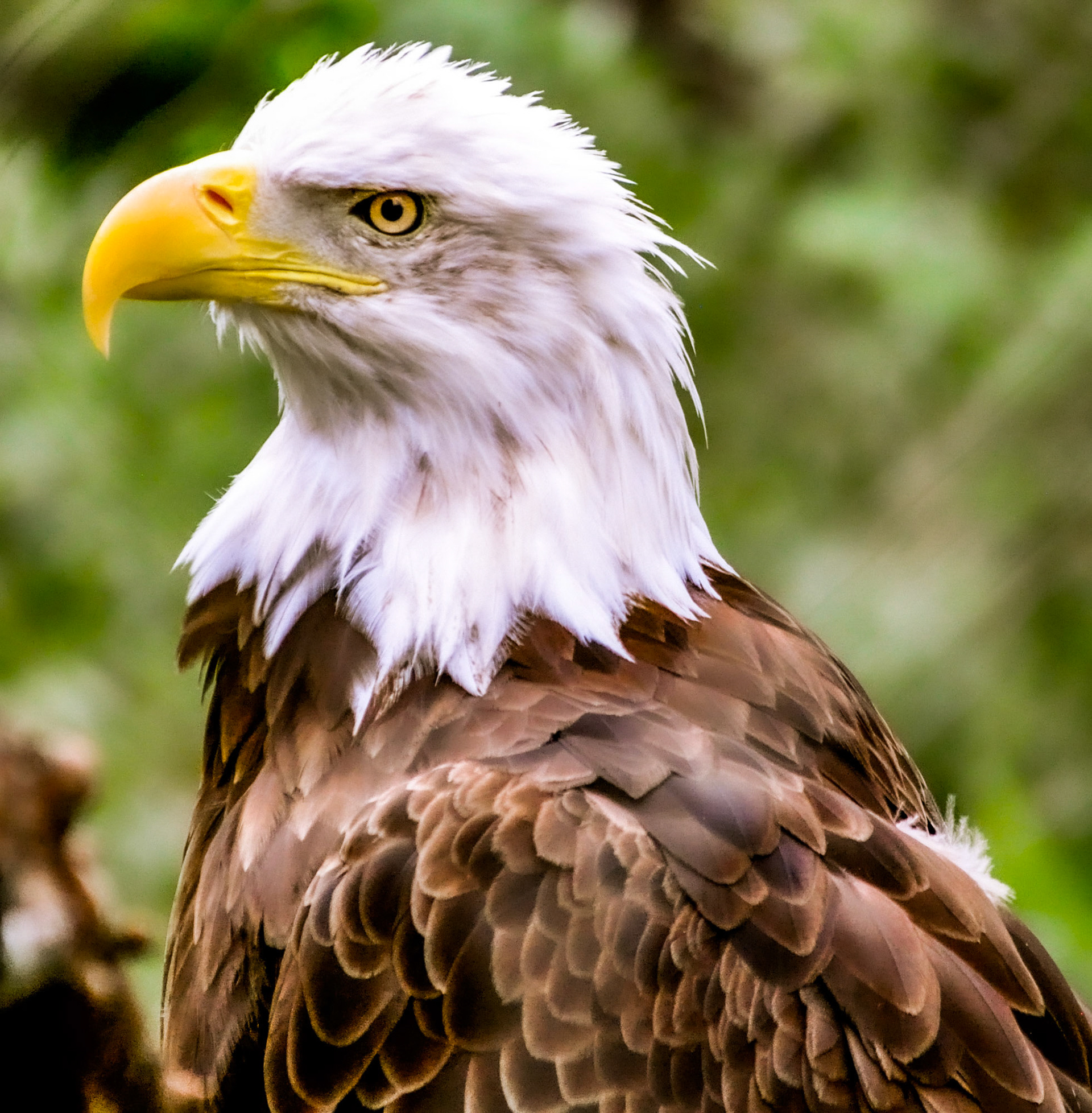 Bald Eagle