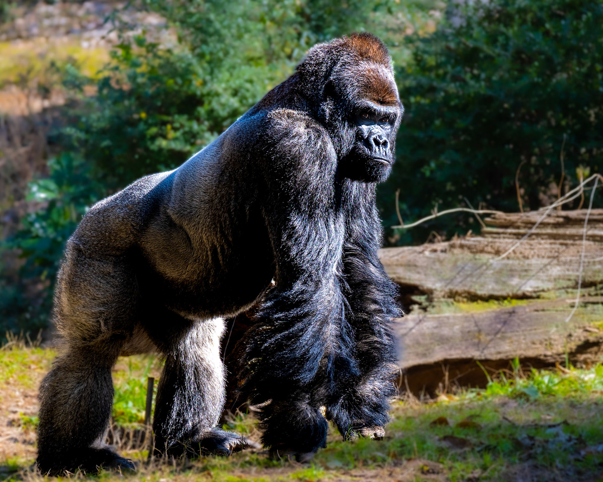 Western Lowland Gorilla