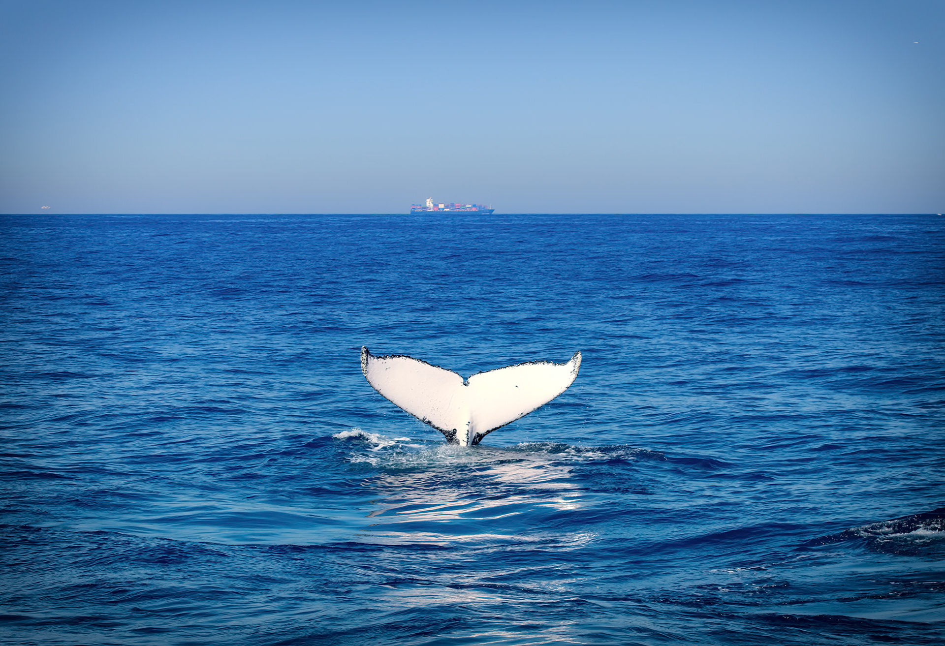 A Whale Tail - Capturing a whale's tail in the South Pacific