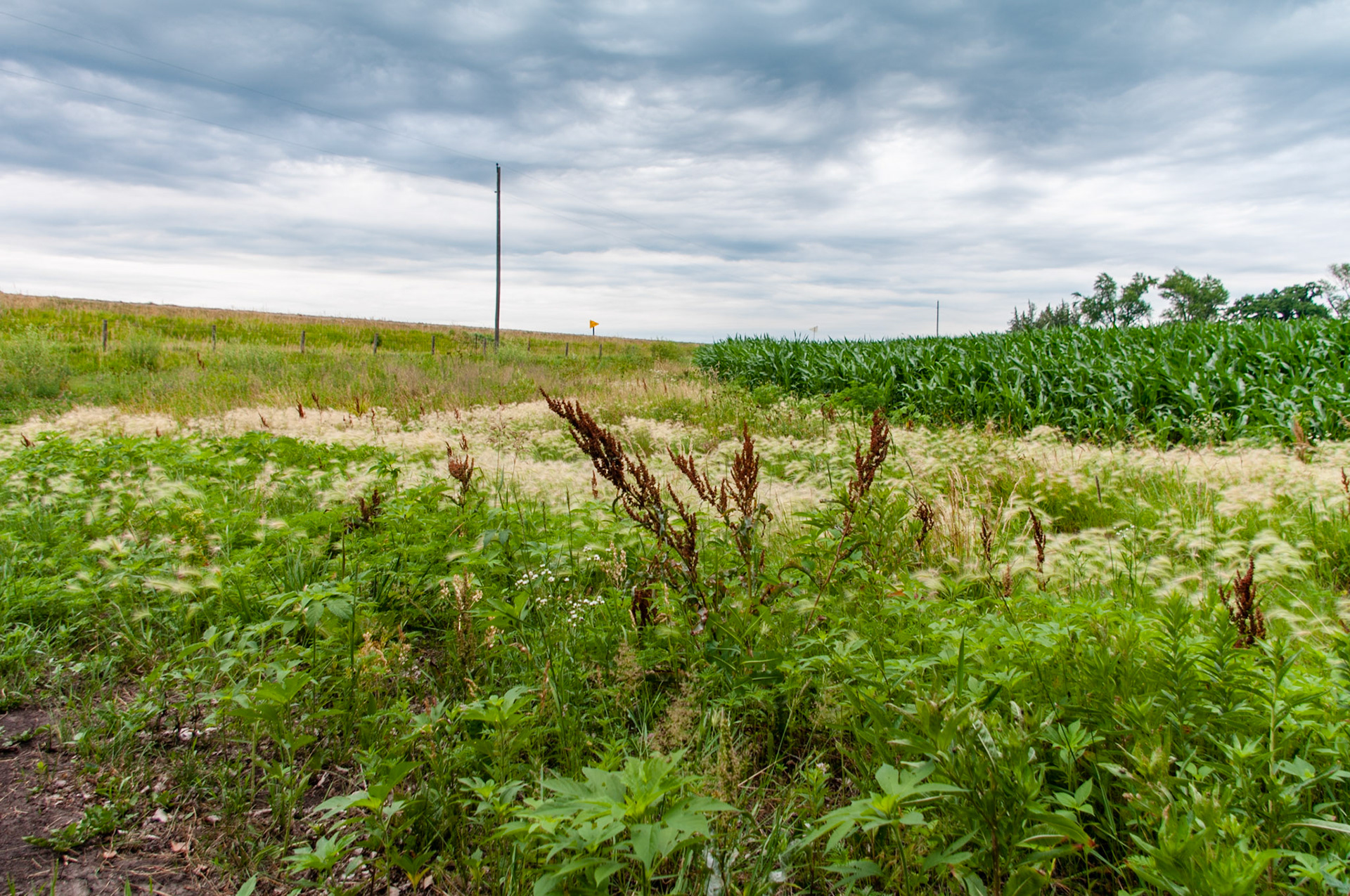 The overcast meadow