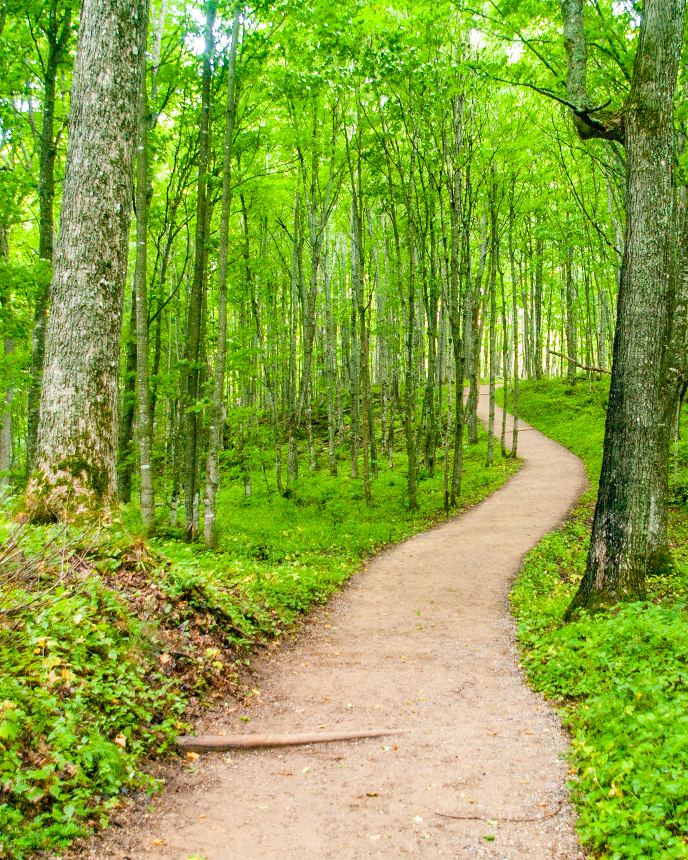 The winding trail