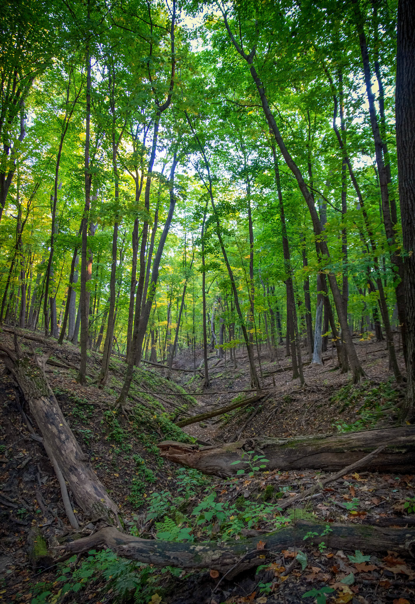 40:52 - Woodlands: Note to self, it's ok to step off the trail sometimes. This gully caught my eye, and a quick 40 foot trek off trail setup the perfect shot.