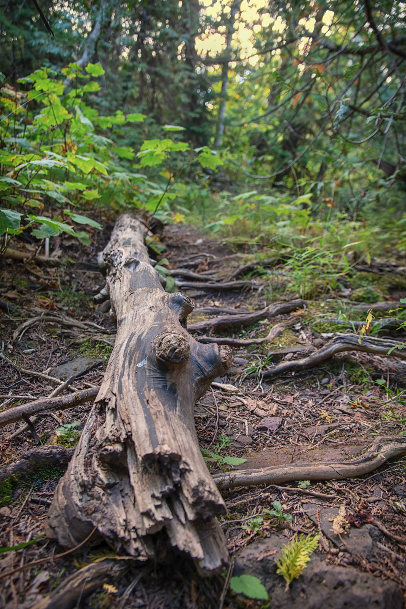 A Log Lays in the Forrest: This log captured my attention walking out of the Silver River Falls trail.