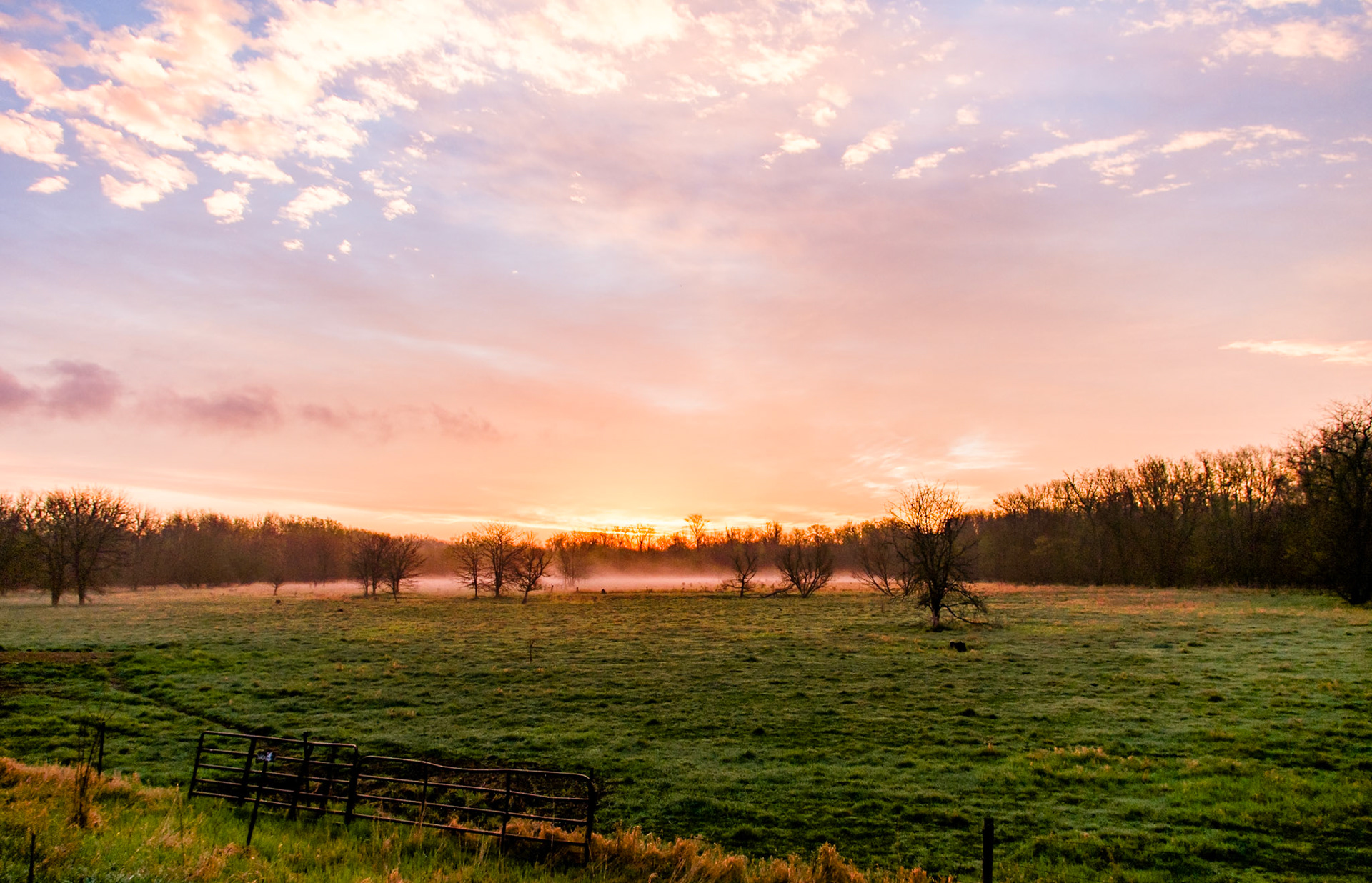 The foggy meadow