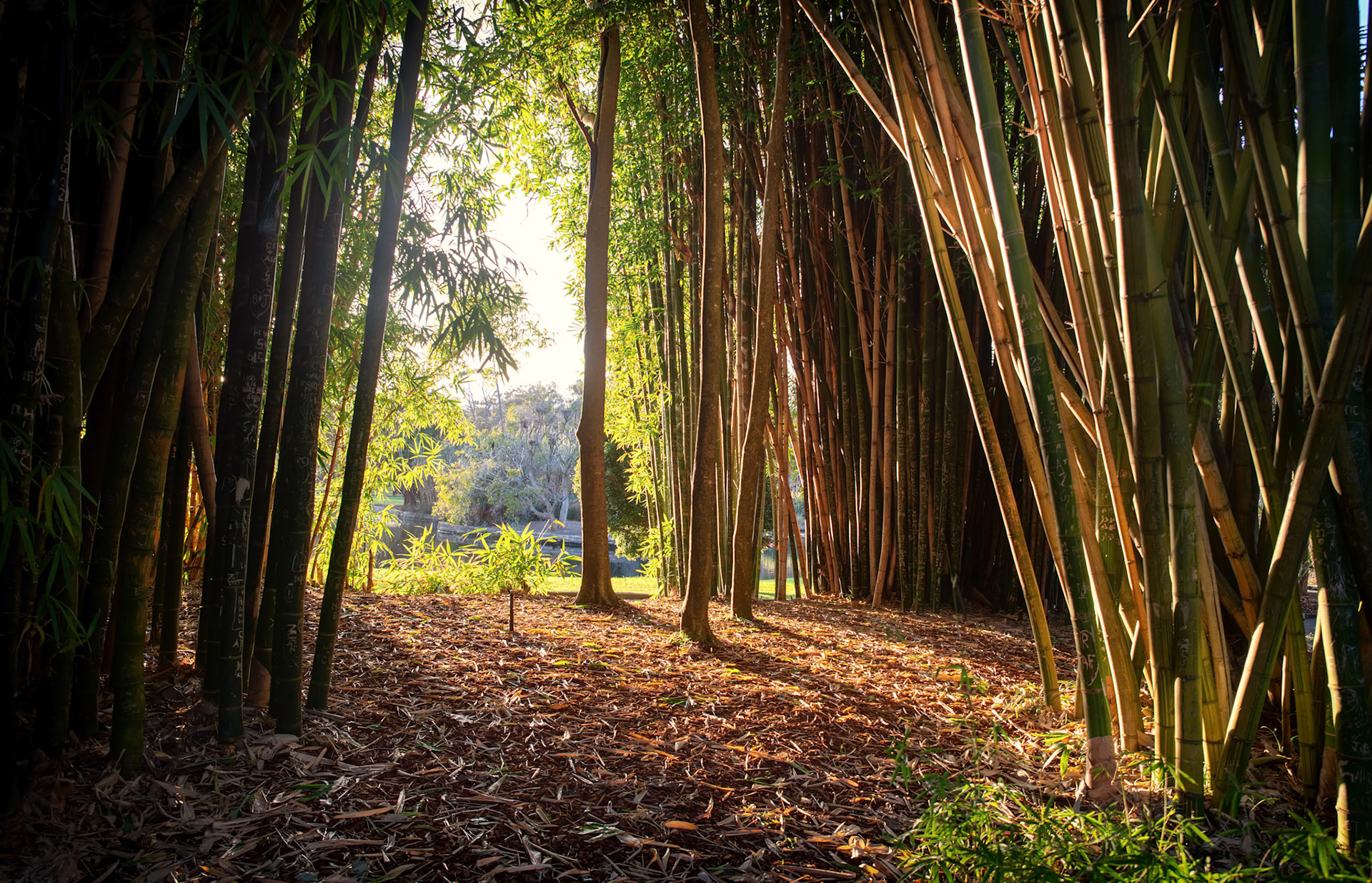 Sunrise Through the Bamboo - Stopping in the botanical garden to admire the bamboo