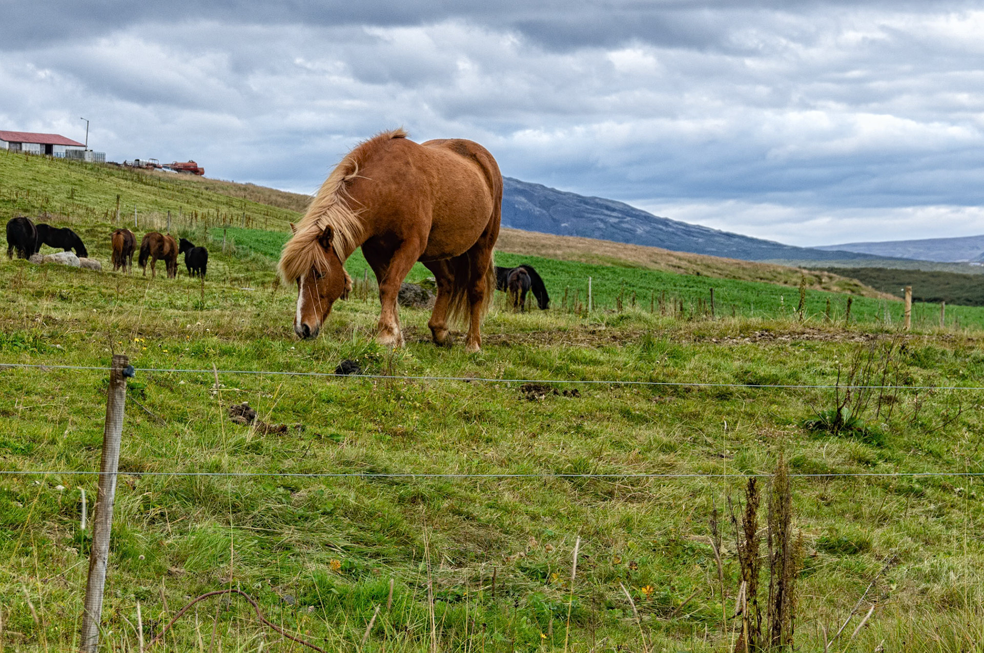 The Solitary Horse