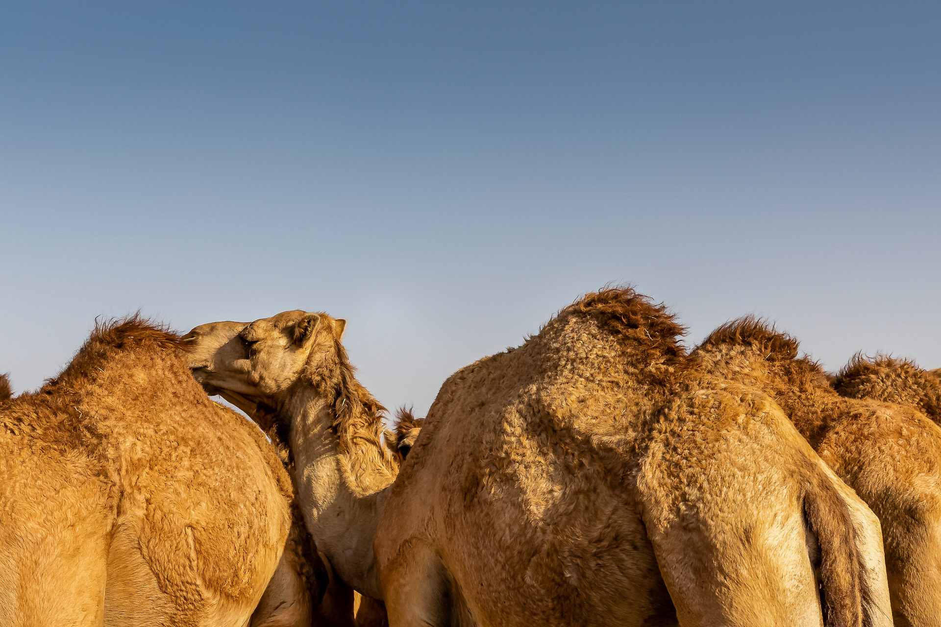 Desert Safari