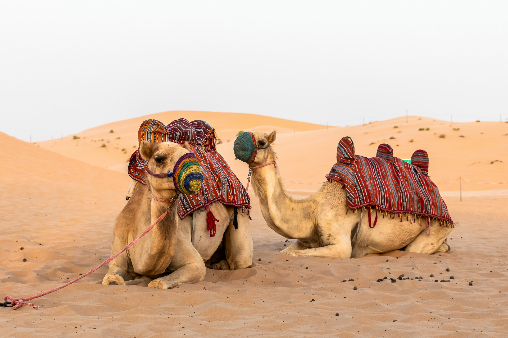 Desert Safari