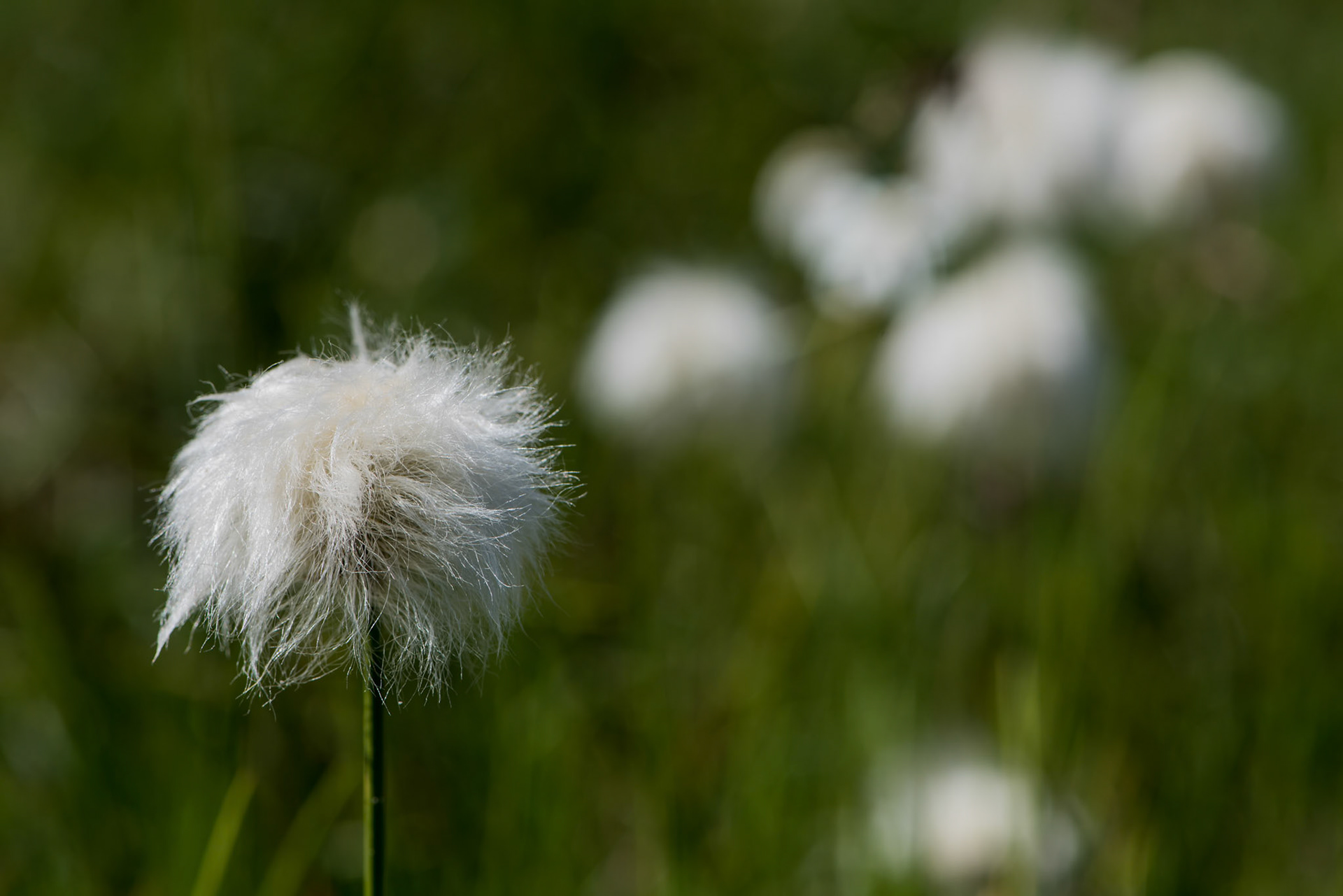 Pluis