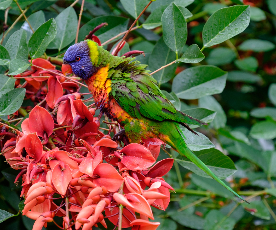 Rainbow Lorikeet (Trichoglossus haematodus)