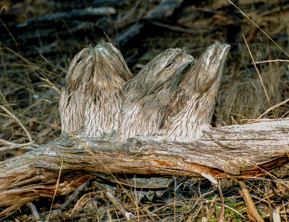 Tawny Frogmouth (Podargus strigoides)