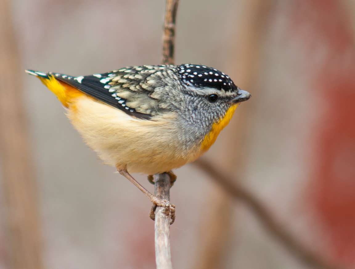 Spotted Pardalote male (Pardalotus punctatus)
