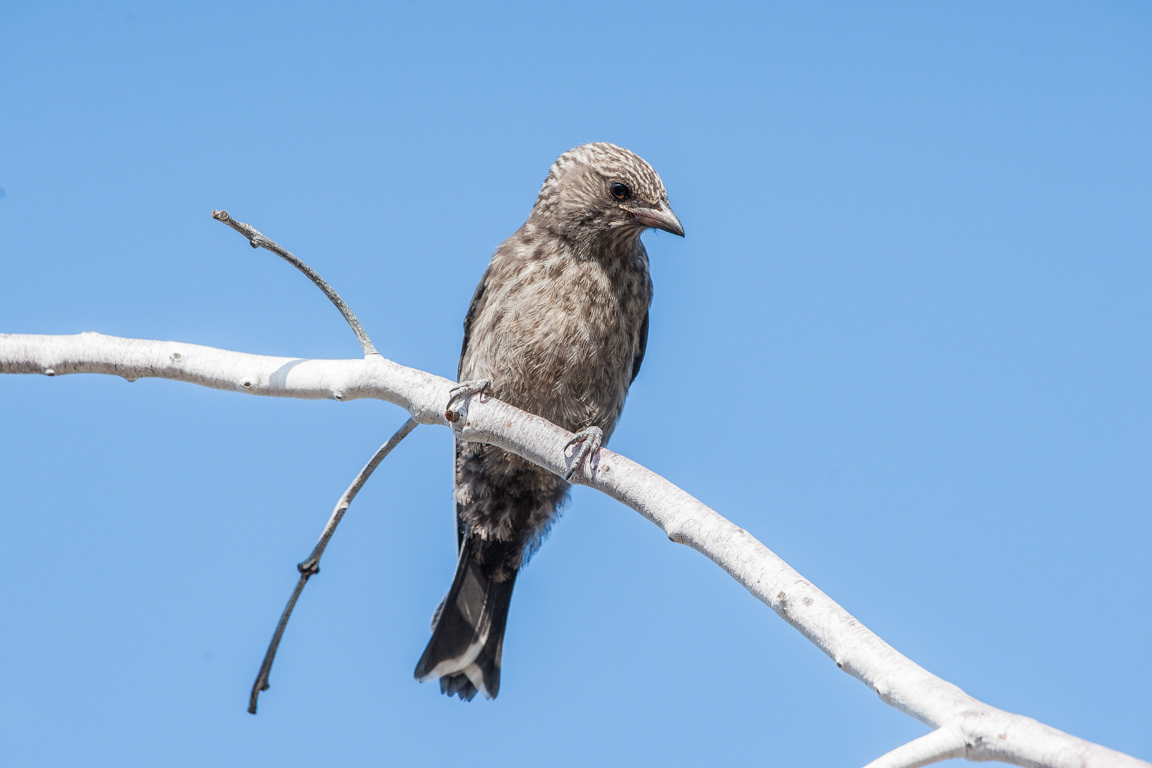 Dusky Woodswallow juvenile (Artamus cyanopterus)