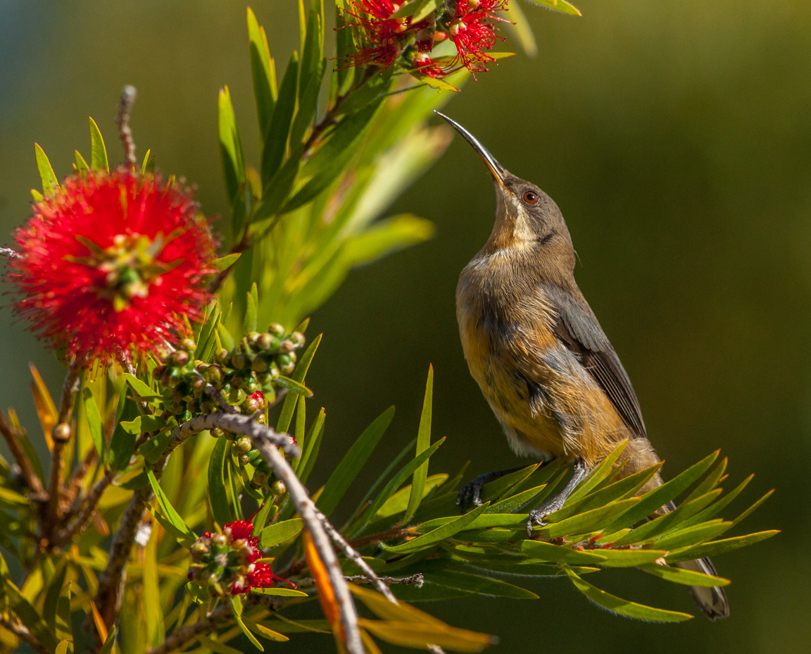 Eastern spinebill female (Acanthorhynchus tenuirostris)