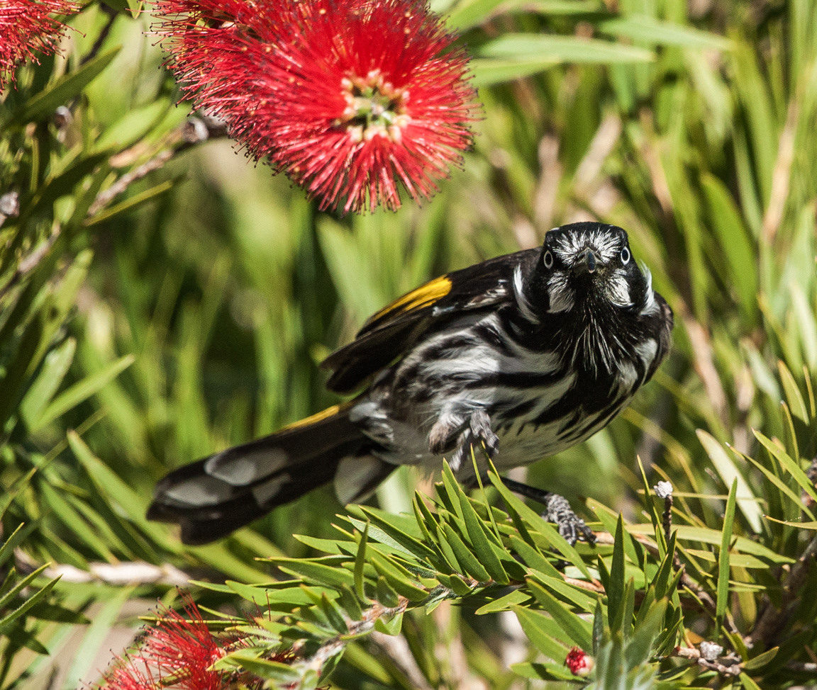 New Holland Honeyeater (Phylidonyris novaehollandiae)