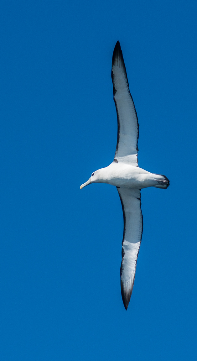 Shy Albatross (Thalassarche cauta)