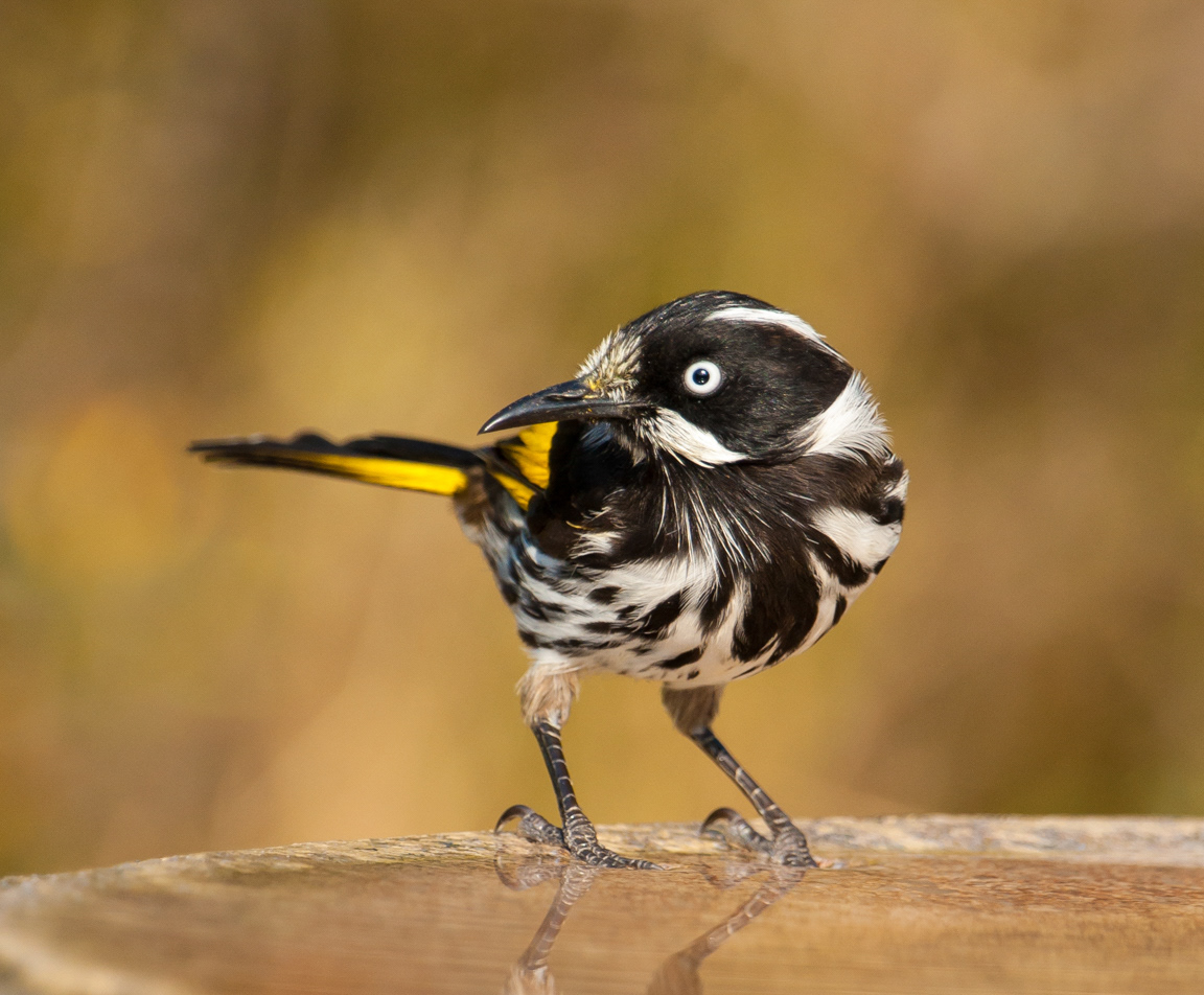 New Holland Honeyeater (Phylidonyris novaehollandiae)