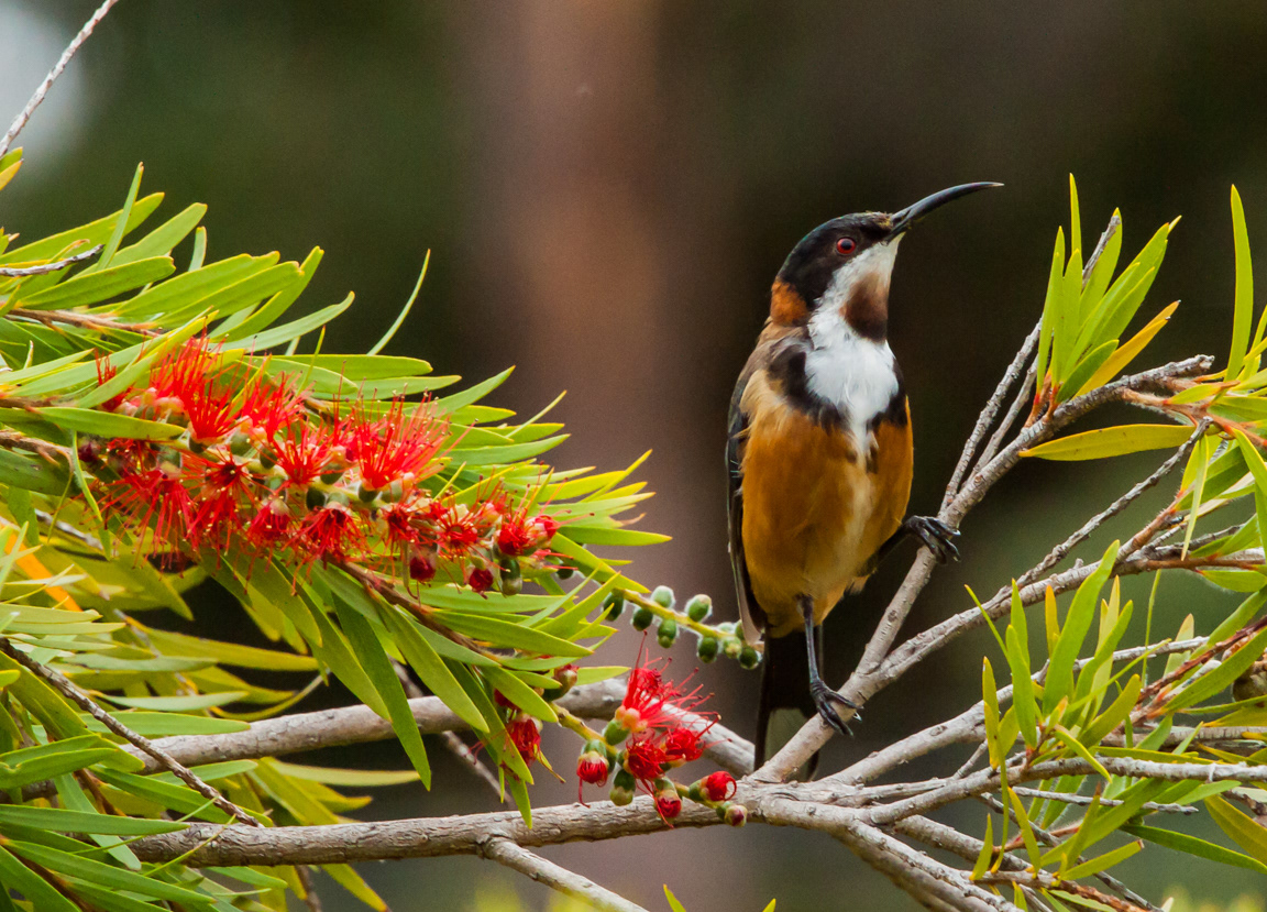 Eastern spinebill male (Acanthorhynchus tenuirostris)