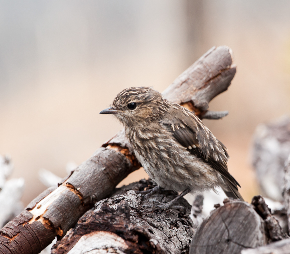Little Grassbird (Megalurus gramineus)