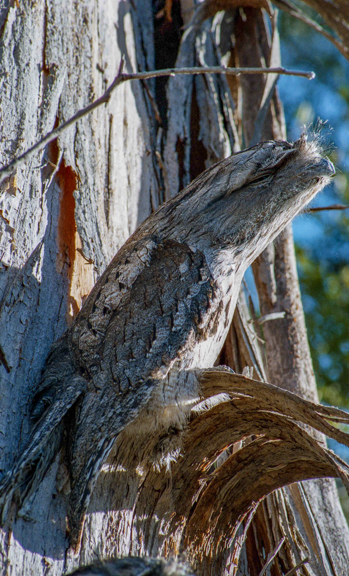 Tawny Frogmouth (Podargus strigoides)