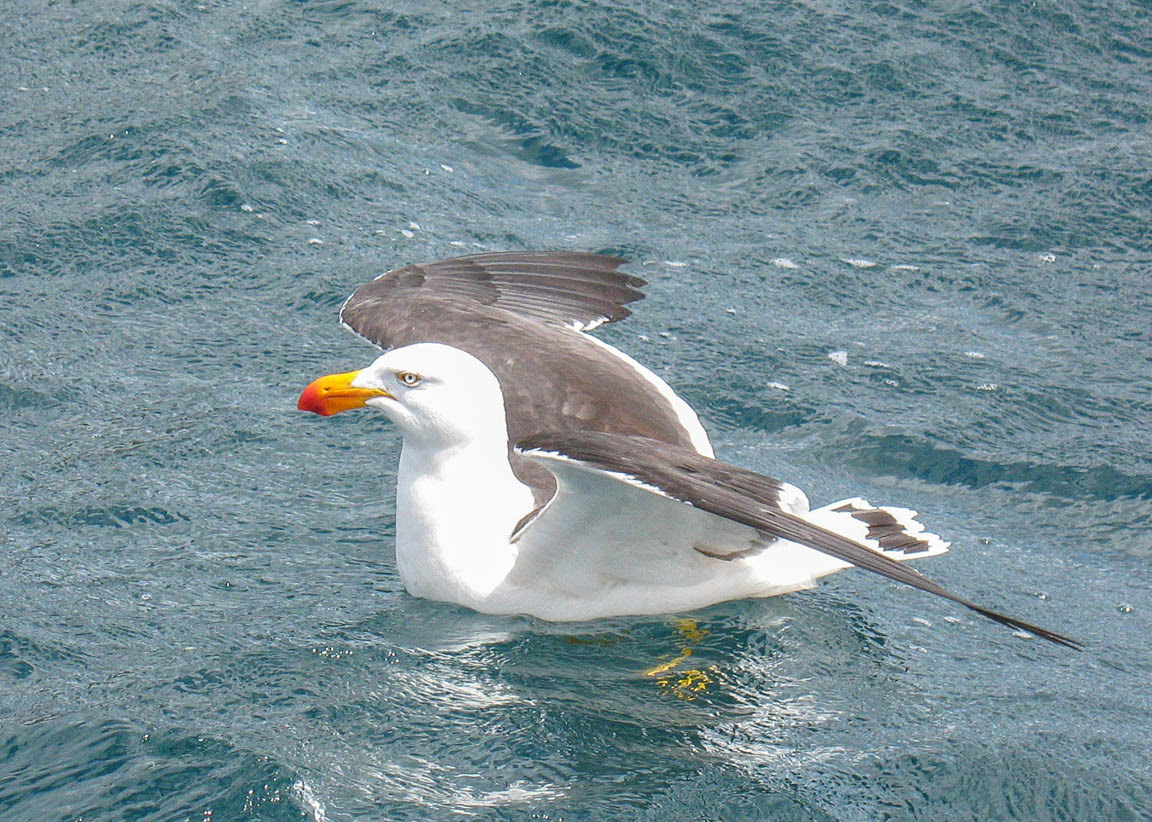 Pacific Gull (Larus pacificus)