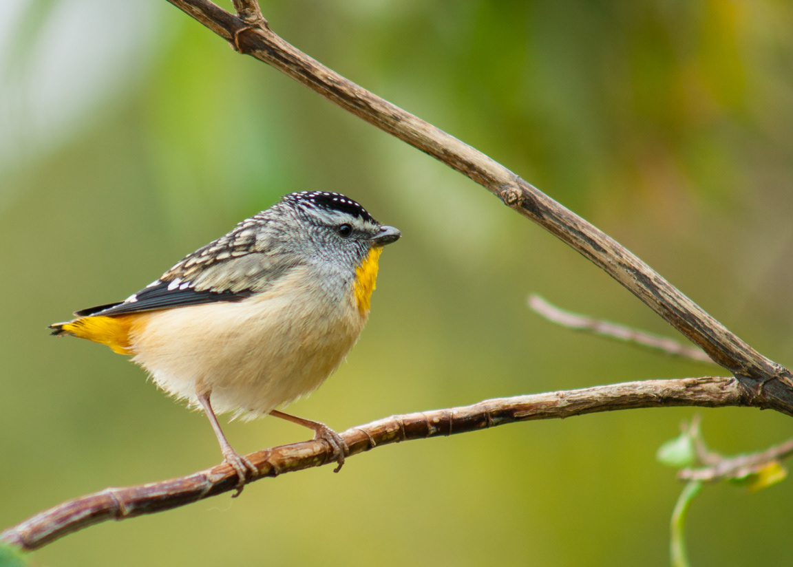 Spotted Pardalote male (Pardalotus punctatus)