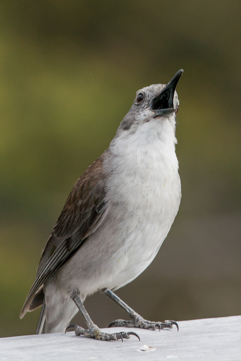 Grey Shrike-thrush (Colluricincla harmonica)