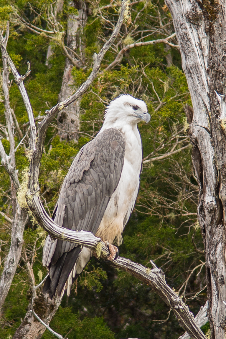 White-bellied Sea-Eagle (Haliaeetus leucogaster)