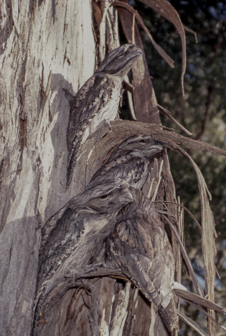Tawny Frogmouth (Podargus strigoides) group