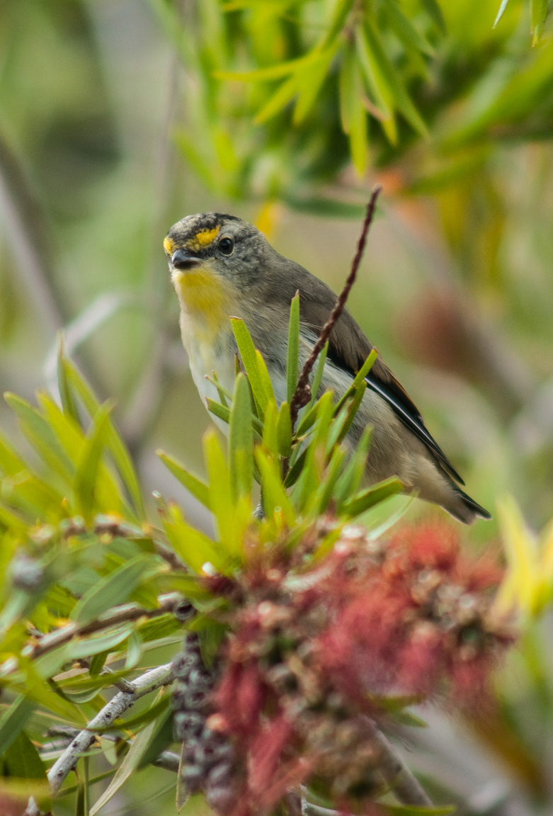 Striated Pardalote (Pardalotus striatus)