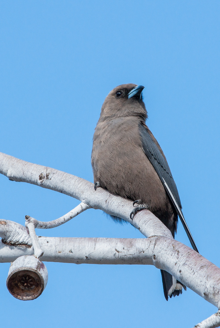Dusky Woodswallow (Artamus cyanopterus)