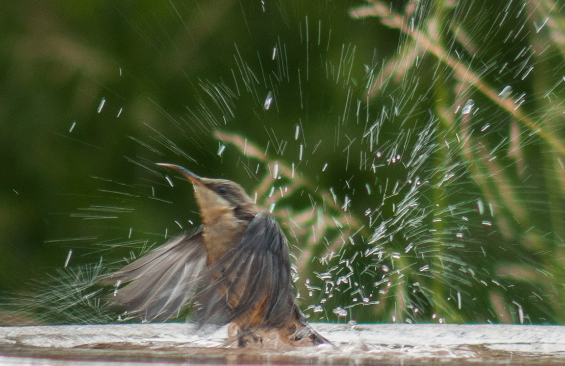 Eastern spinebill female (Acanthorhynchus tenuirostris)