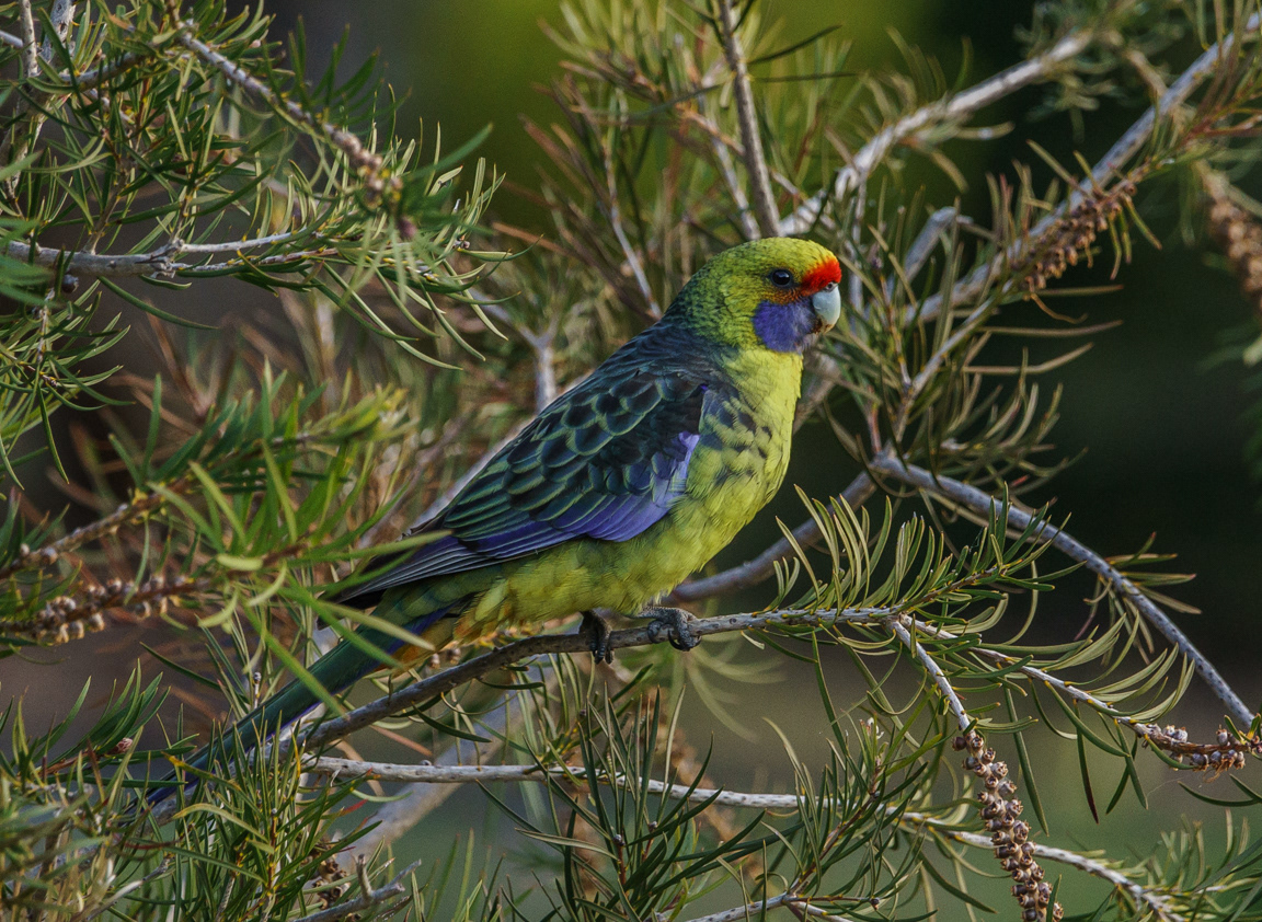 Green Rosella (Platycercus caledonicus)
