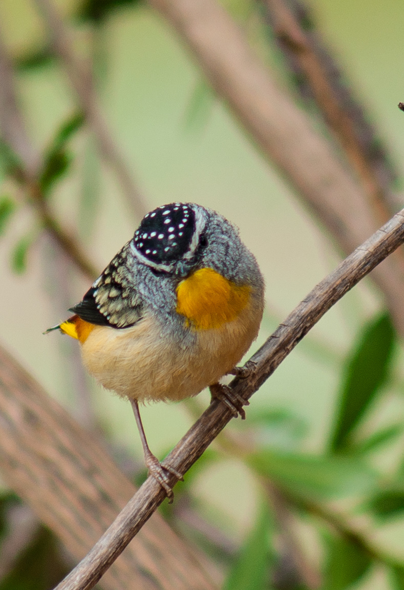 Spotted Pardalote Pardalotus punctatus