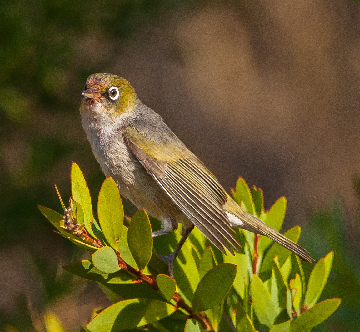 Silvereye (Zosterops lateralis)