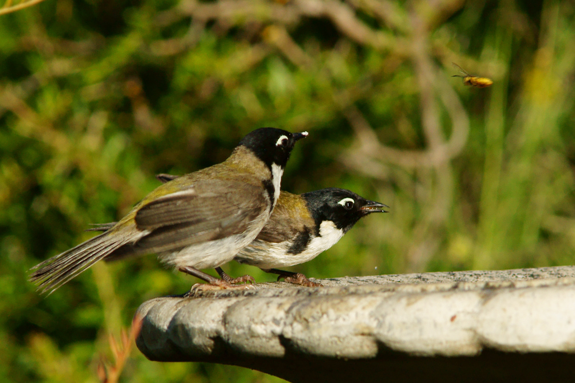 Black-headed Honeyeater (Melithreptus affinis)