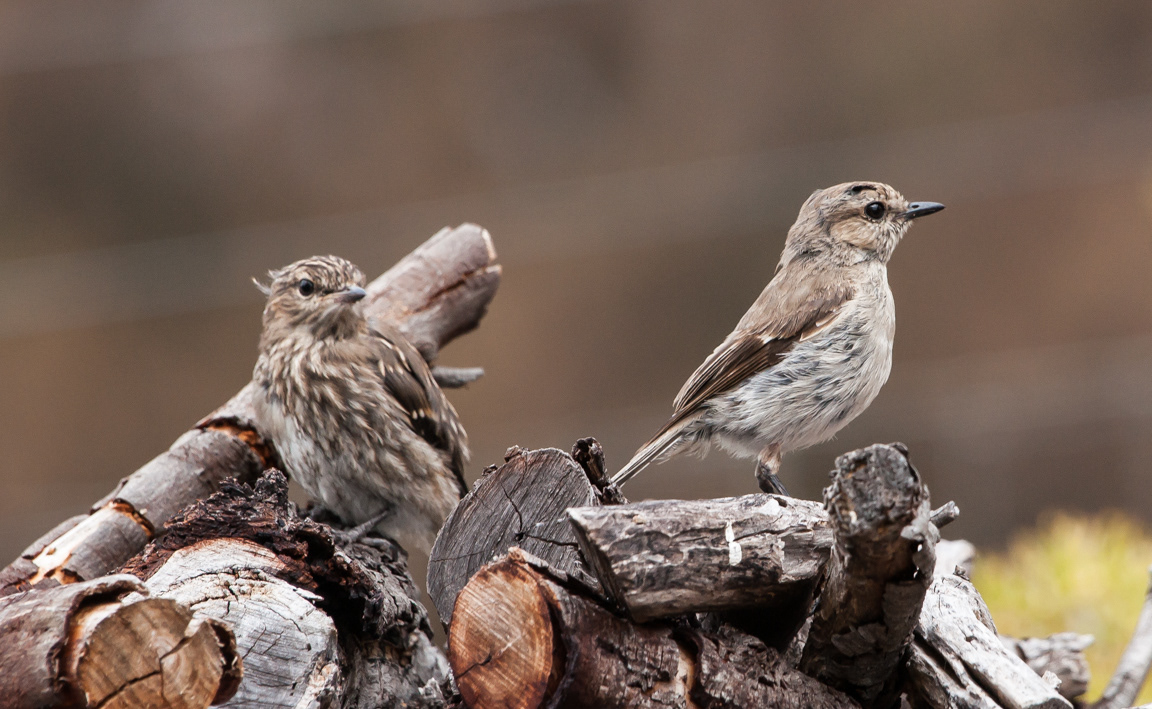 Little Grassbird (Megalurus gramineus)