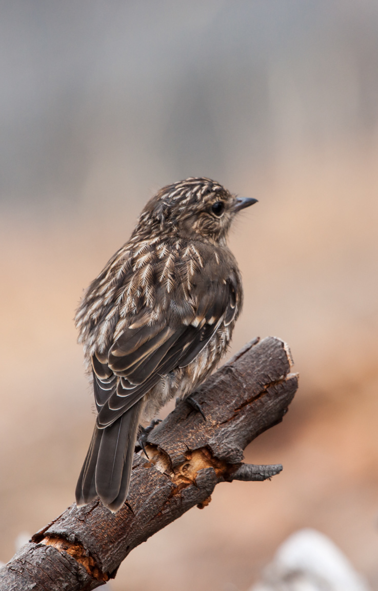 Little Grassbird fledgling (Megalurus gramineus)