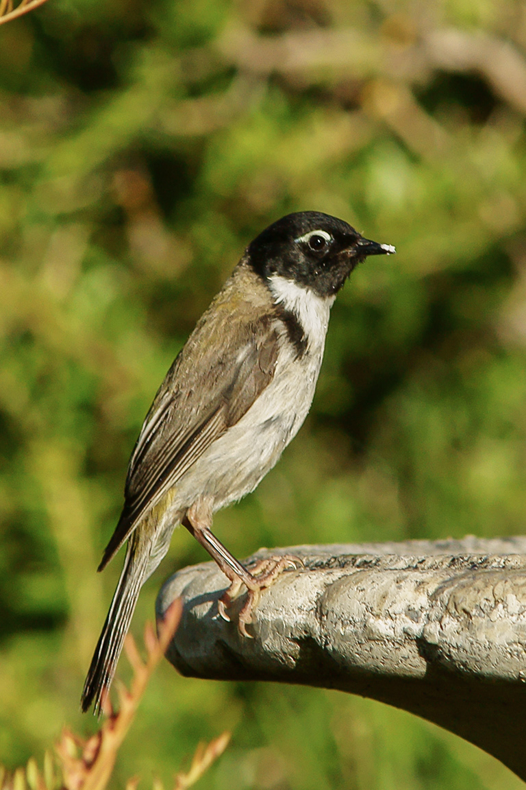 Black-headed Honeyeater (Melithreptus affinis)